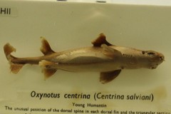Angular Roughshark photo 2