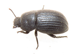 Phylan tenebriodes