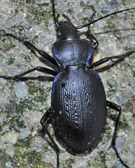 Carabus dufouri