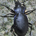Carabus dufouri - Photo (c) faluke, some rights reserved (CC BY-NC)