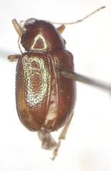 Allocolaspis