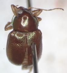 Allocolaspis