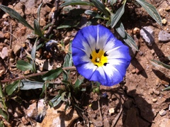 Convolvulus tricolor