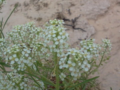 Lepidium alyssoides