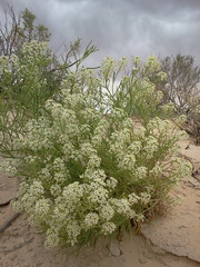 Lepidium alyssoides
