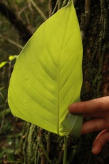 Epipremnum