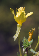 Oenothera clelandii