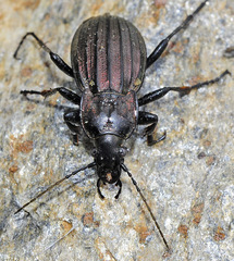 Carabus melancholicus submeridionalis