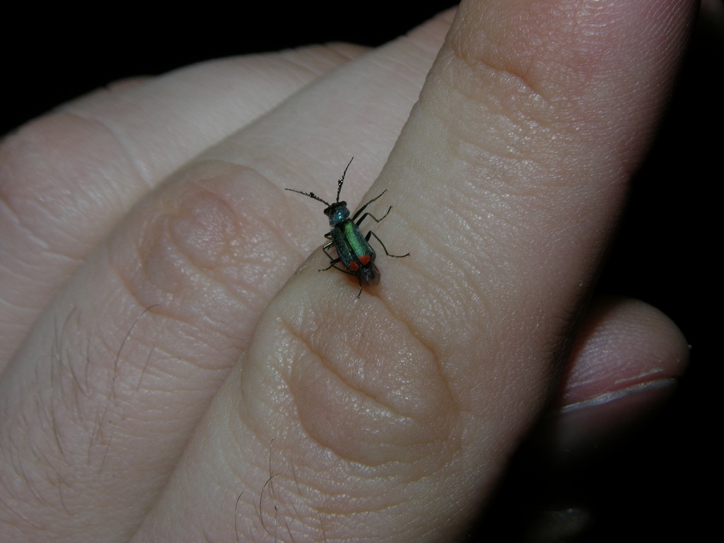 Ceratistes
