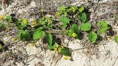 Stigmaphyllon bonariense