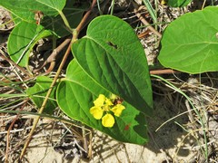 Stigmaphyllon bonariense