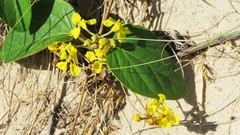 Stigmaphyllon bonariense