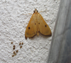 Phostria bistigmalis