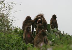 Theropithecus gelada