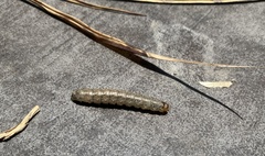 Insecta