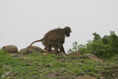 Theropithecus gelada