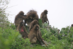 Theropithecus gelada