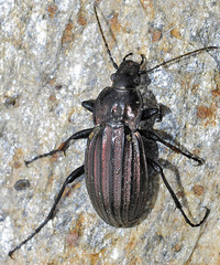 Carabus melancholicus submeridionalis