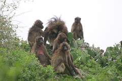 Theropithecus gelada