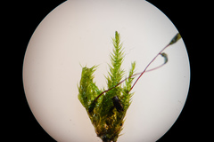 Sciuro-hypnum populeum