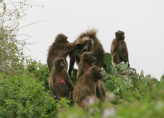 Theropithecus gelada