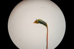 Sciuro-hypnum populeum