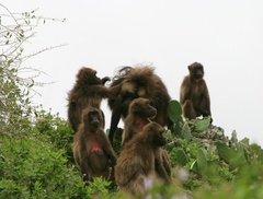 Theropithecus gelada