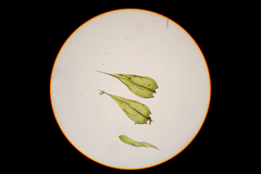 Sciuro-hypnum populeum