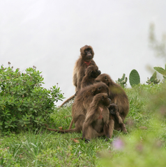 Theropithecus gelada