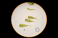 Sciuro-hypnum populeum