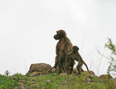 Theropithecus gelada