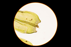 Sciuro-hypnum populeum