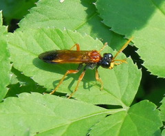 Tenthredo campestris
