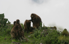Theropithecus gelada