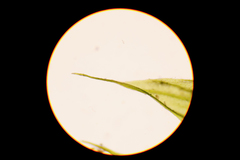 Sciuro-hypnum populeum