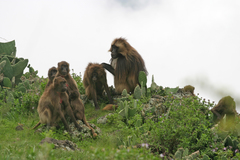 Theropithecus gelada