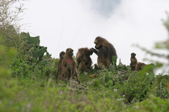 Theropithecus gelada