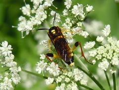 Macrophya postica