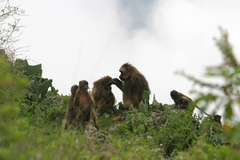 Theropithecus gelada