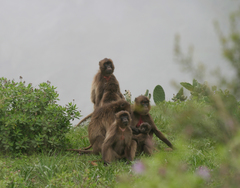 Theropithecus gelada