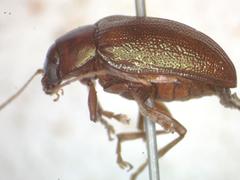 Talurus tortonesi