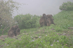 Theropithecus gelada
