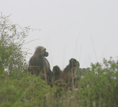 Theropithecus gelada