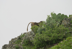 Theropithecus gelada