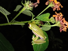 Rhacophorus lateralis