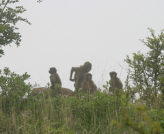 Theropithecus gelada