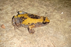 Uperodon triangularis