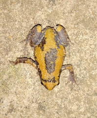 Uperodon triangularis