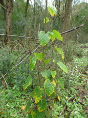 Aristolochia tomentosa