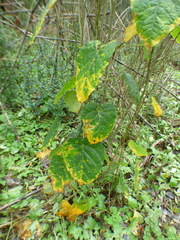 Aristolochia tomentosa